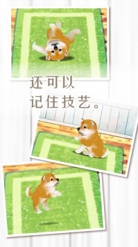 养育柴犬的治愈游戏ios版