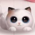 双十一最强星秀猫