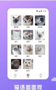 猫语翻译君